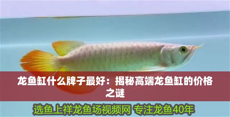 龍魚缸什么牌子最好：揭秘高端龍魚缸的價格之謎