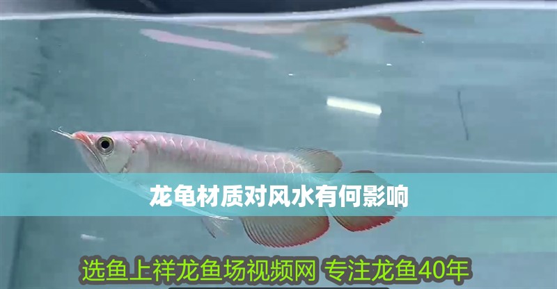 龍魚干蝦有營養(yǎng)嗎 龍龜材質(zhì)對風水有何影響 龍魚百科 龍龜材質(zhì)對風水有何影響 龍龜材質(zhì)對風水有何影響 龍魚百科