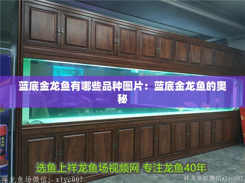 藍(lán)底金龍魚(yú)有哪些品種圖片：藍(lán)底金龍魚(yú)的奧秘