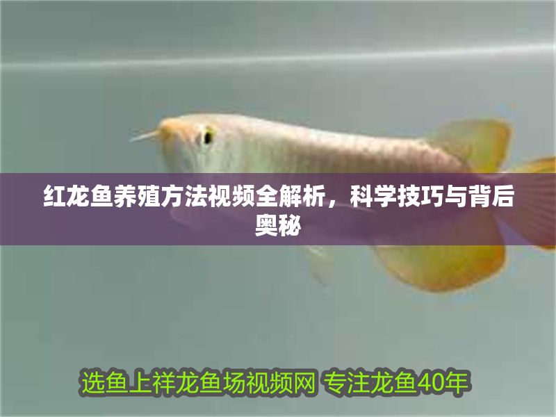 紅龍魚養殖方法視頻全解析，科學技巧與背后奧秘