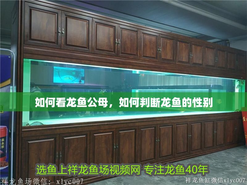 如何看龍魚公母，如何判斷龍魚的性別