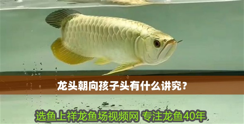 金龍魚怎么變金色了：金龍魚為什么會(huì)變金色