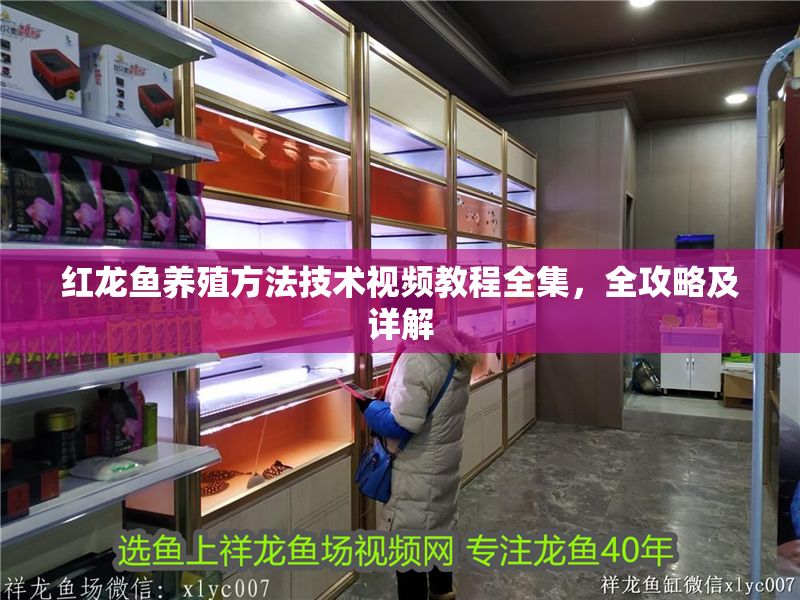 紅龍魚養(yǎng)殖方法技術(shù)視頻教程全集，全攻略及詳解