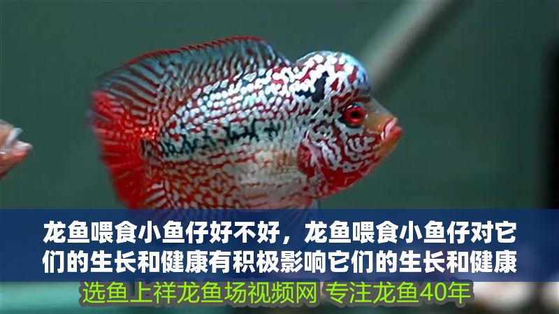 龍魚喂食小魚仔好不好，龍魚喂食小魚仔對它們的生長和健康有積極影響它們的生長和健康