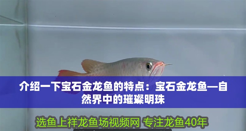 如何預防紅龍魚死亡？