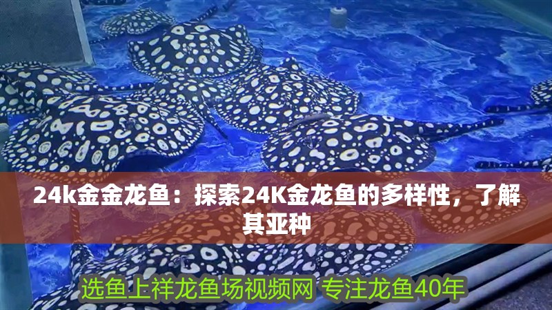 24k金金龍魚：探索24K金龍魚的多樣性，了解其亞種
