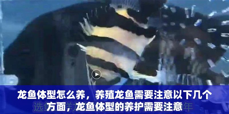 龍魚體型怎么養，養殖龍魚需要注意以下幾個方面，龍魚體型的養護需要注意