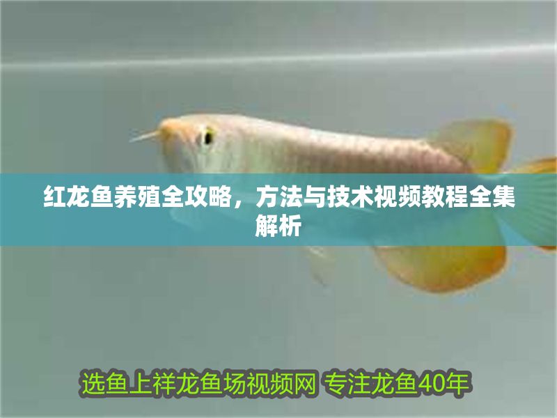 紅龍魚養殖全攻略，方法與技術視頻教程全集解析