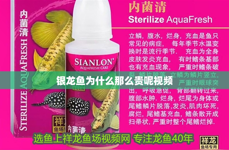 銀龍魚為什么那么貴呢視頻