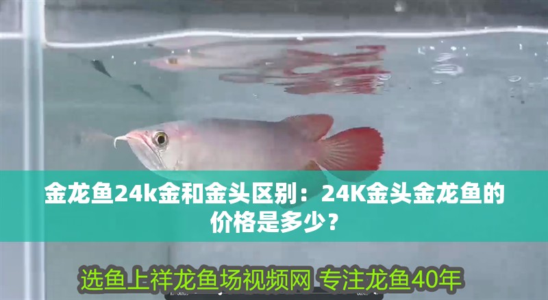 龍魚養三條有說法嘛