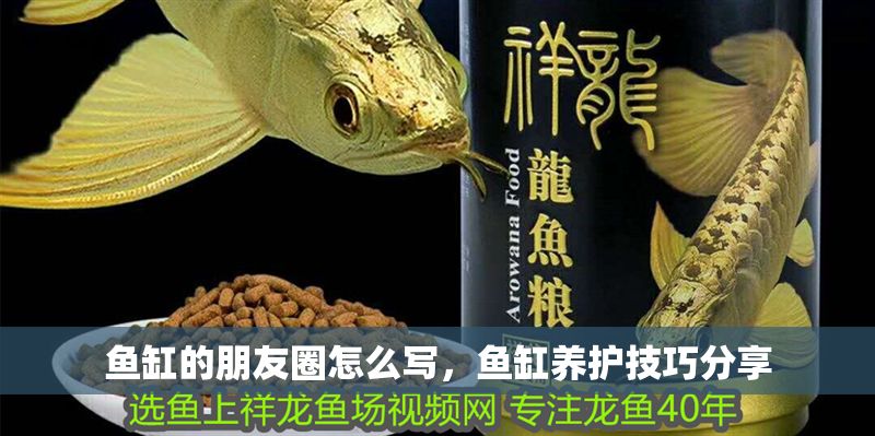 魚缸的朋友圈怎么寫，魚缸養(yǎng)護技巧分享