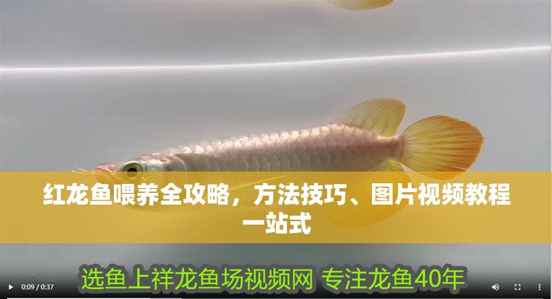 紅龍魚喂養全攻略，方法技巧、圖片視頻教程一站式 紅龍魚喂養全攻略，方法技巧、圖片視頻教程一站式 龍魚百科 第1張