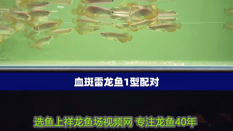 血斑雷龍魚1型配對