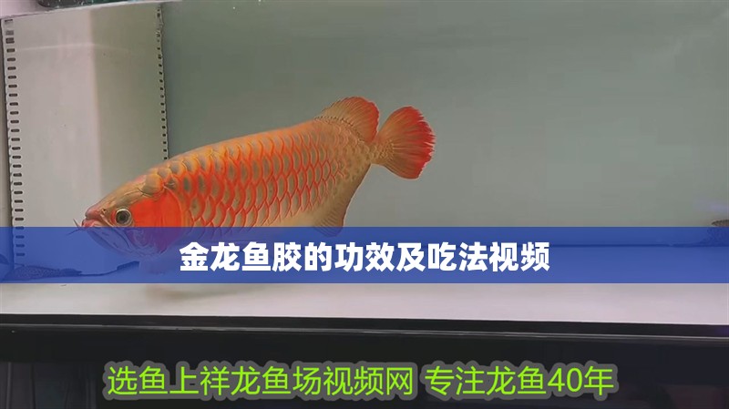 金龍魚膠的功效及吃法視頻