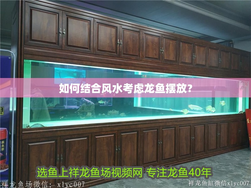 40公分過背金龍魚價格：掌握金龍魚喂食的藝術