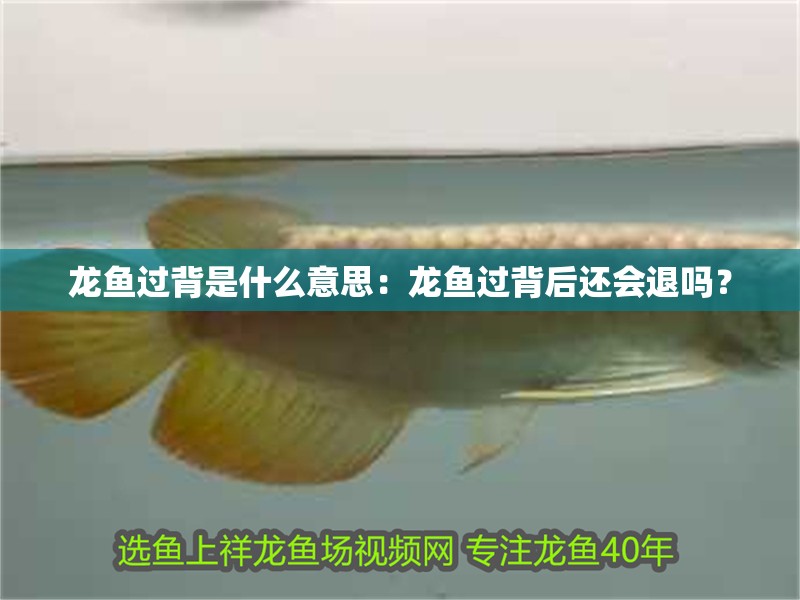龍魚過背是什么意思：龍魚過背后還會退嗎？