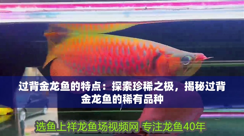過背金龍魚的特點：探索珍稀之極，揭秘過背金龍魚的稀有品種