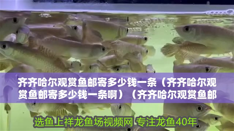 齊齊哈爾觀賞魚郵寄多少錢一條（齊齊哈爾觀賞魚郵寄多少錢一條啊）（齊齊哈爾觀賞魚郵寄多少錢一條） 齊齊哈爾觀賞魚郵寄多少錢一條（齊齊哈爾觀賞魚郵寄多少錢一條啊）（齊齊哈爾觀賞魚郵寄多少錢一條） 觀賞魚百科