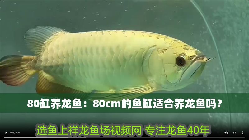 80缸養龍魚：80cm的魚缸適合養龍魚嗎？