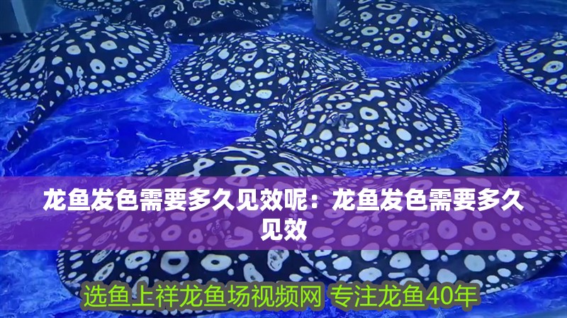龍魚發色需要多久見效呢：龍魚發色需要多久見效