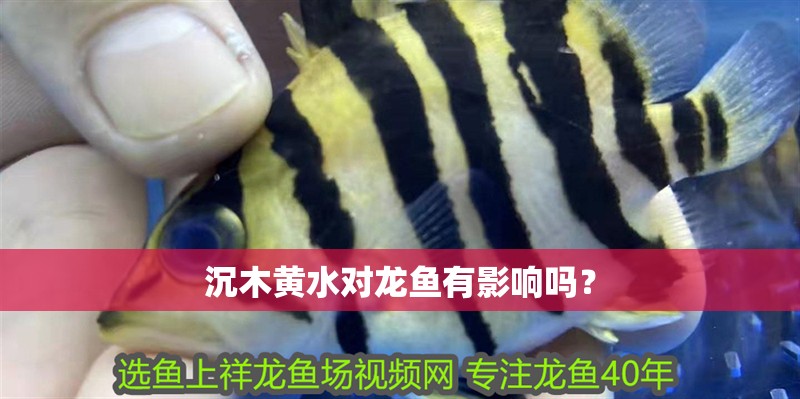 沉木黃水對龍魚有影響嗎？