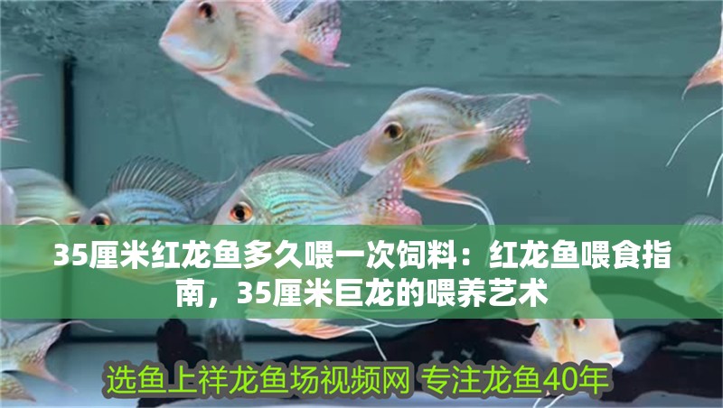 35厘米紅龍魚多久喂一次飼料：紅龍魚喂食指南，35厘米巨龍的喂養藝術