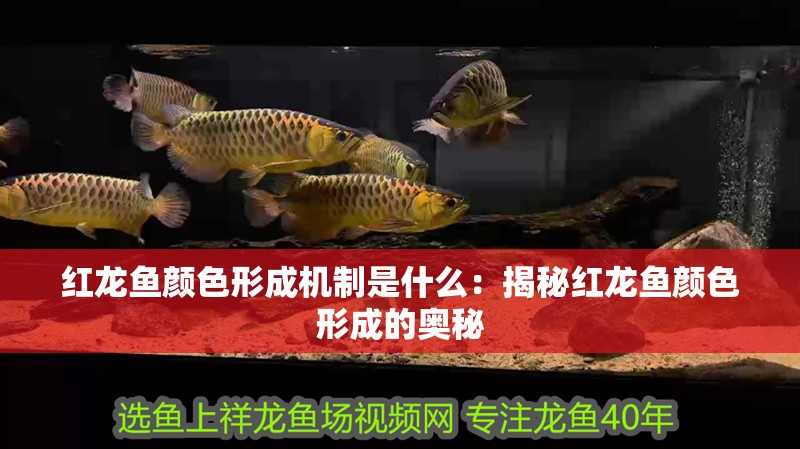 紅龍魚顏色形成機制是什么：揭秘紅龍魚顏色形成的奧秘