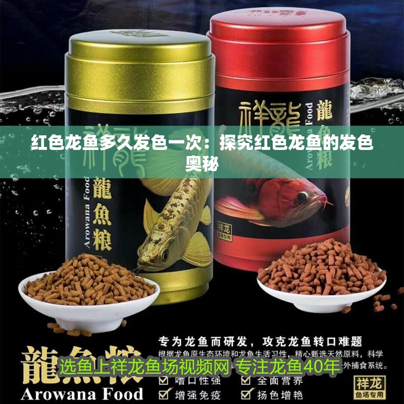 紅色龍魚多久發色一次：探究紅色龍魚的發色奧秘
