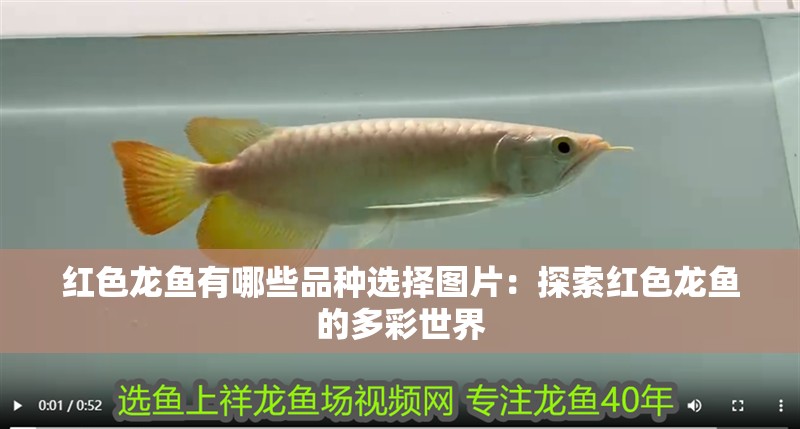 紅色龍魚有哪些品種選擇圖片：探索紅色龍魚的多彩世界