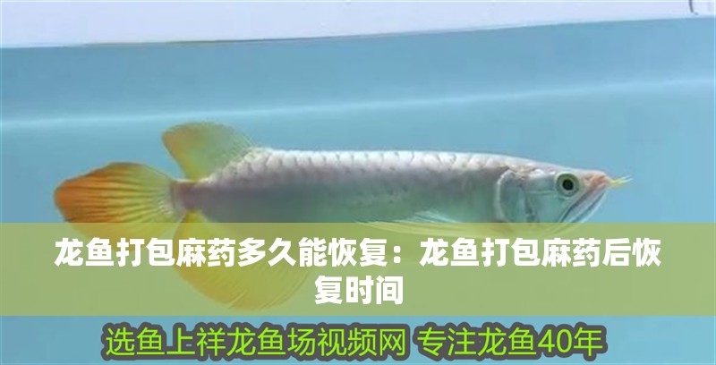 龍魚(yú)打包麻藥多久能恢復(fù)：龍魚(yú)打包麻藥后恢復(fù)時(shí)間