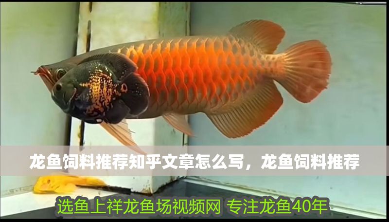 龍魚飼料推薦知乎文章怎么寫，龍魚飼料推薦