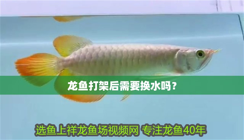 龍魚打架后需要換水嗎？ 龍魚打架后需要換水嗎？ 龍魚百科