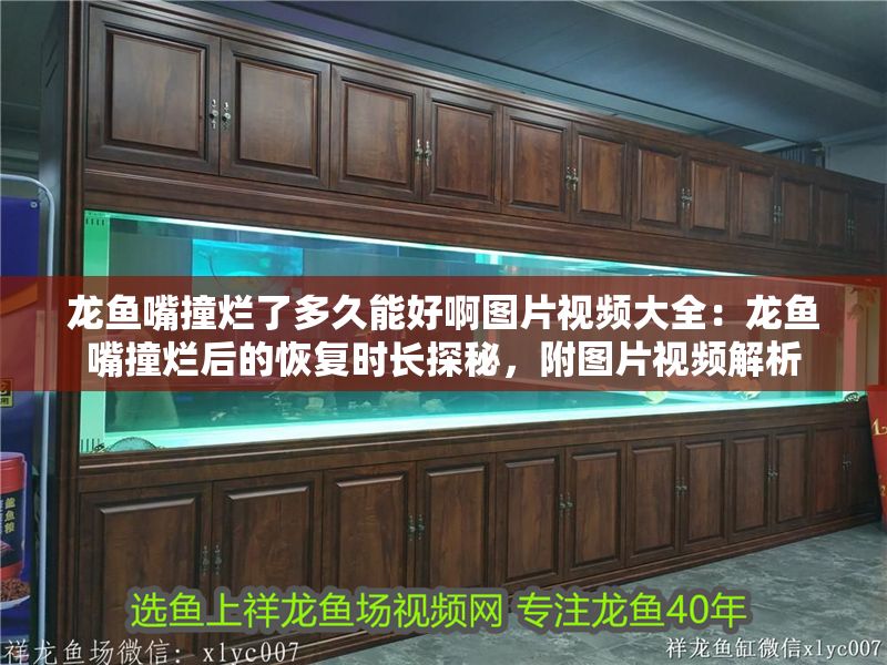 龍魚嘴撞爛了多久能好啊圖片視頻大全：龍魚嘴撞爛后的恢復(fù)時(shí)長(zhǎng)探秘，附圖片視頻解析