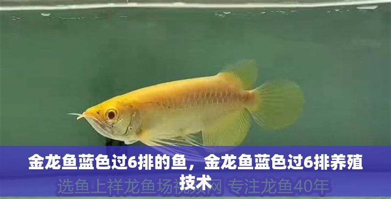 金龍魚(yú)藍(lán)色過(guò)6排的魚(yú)，金龍魚(yú)藍(lán)色過(guò)6排養(yǎng)殖技術(shù)