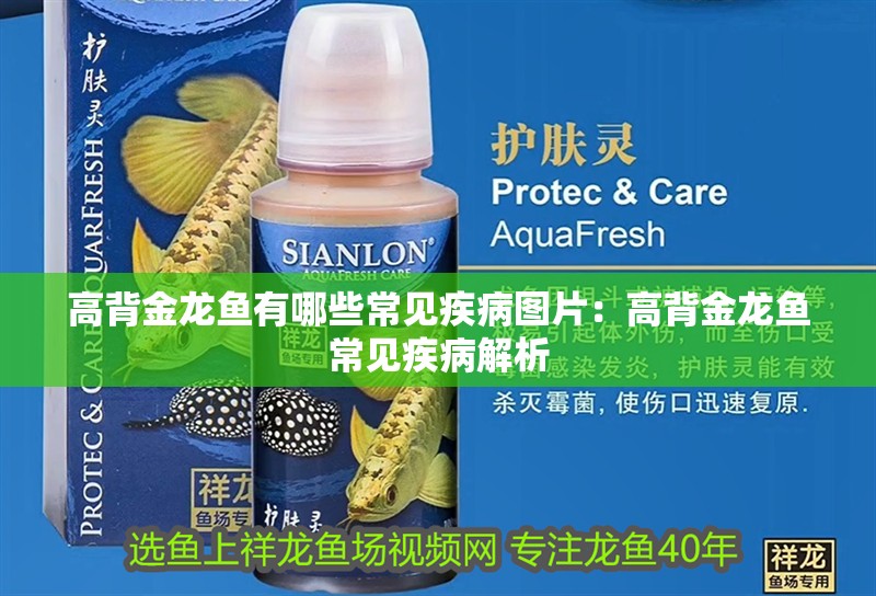 高背金龍魚有哪些常見疾病圖片：高背金龍魚常見疾病解析