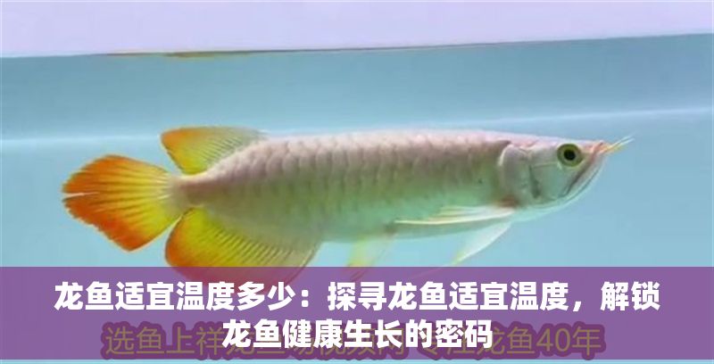 龍魚適宜溫度多少：探尋龍魚適宜溫度，解鎖龍魚健康生長的密碼