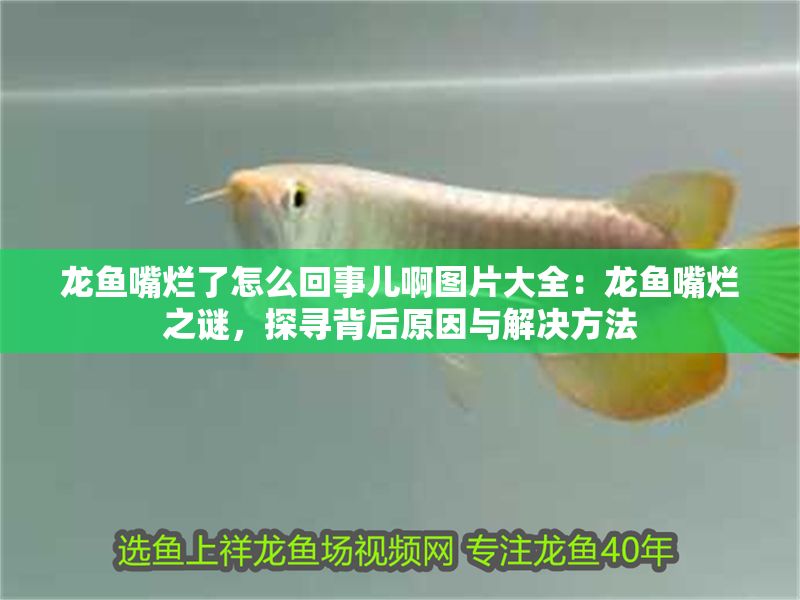 龍魚嘴爛了怎么回事兒啊圖片大全：龍魚嘴爛之謎，探尋背后原因與解決方法
