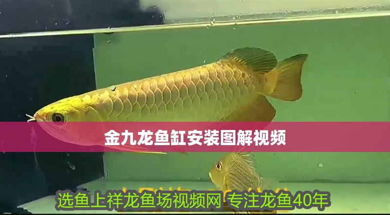 金九龍魚缸安裝圖解視頻 金九龍魚缸安裝圖解視頻 龍魚百科