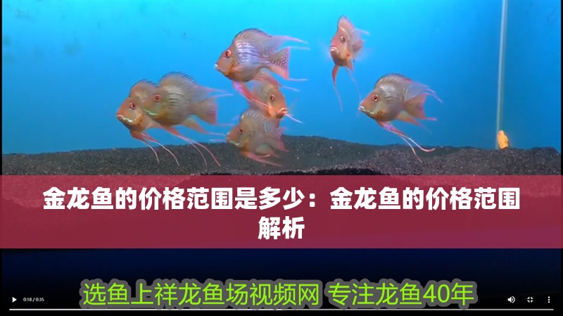 金龍魚的價格范圍是多少：金龍魚的價格范圍解析
