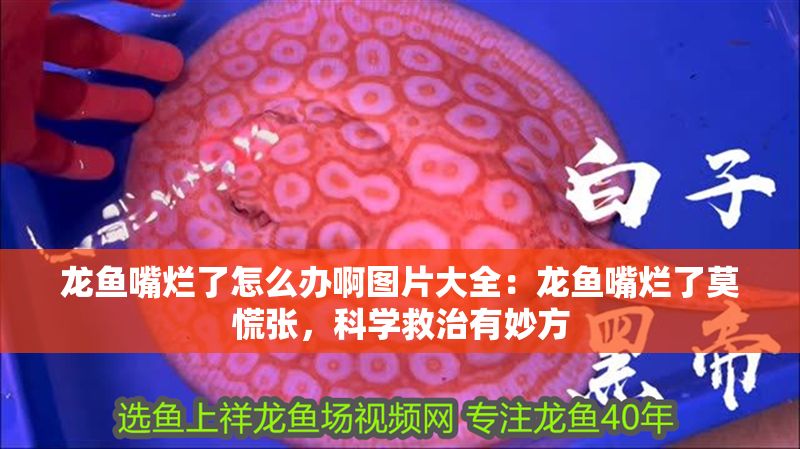 龍魚嘴爛了怎么辦啊圖片大全：龍魚嘴爛了莫慌張，科學救治有妙方