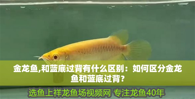 龍魚鱗片有血絲怎么治療：龍魚鱗片有血絲怎么治療龍魚鱗片有血絲怎么治療