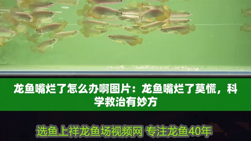 龍魚嘴爛了怎么辦啊圖片：龍魚嘴爛了莫慌，科學救治有妙方