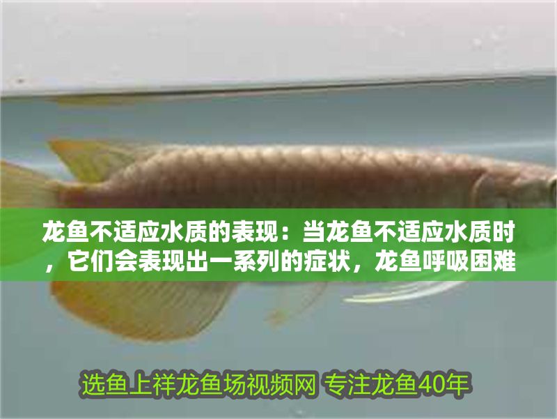 龍魚不適應水質的表現：當龍魚不適應水質時，它們會表現出一系列的癥狀，龍魚呼吸困難