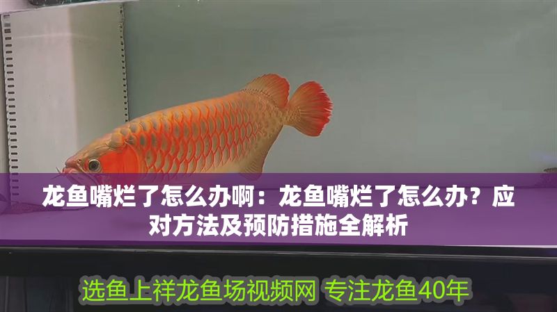 龍魚嘴爛了怎么辦啊：龍魚嘴爛了怎么辦？應對方法及預防措施全解析