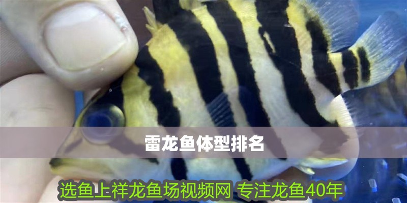 雷龍魚體型排名