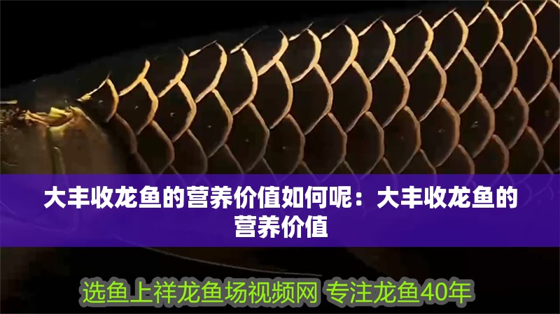 大豐收龍魚的營養價值如何呢：大豐收龍魚的營養價值