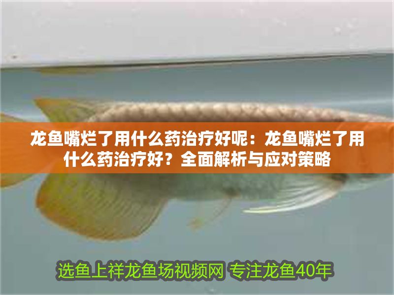 龍魚嘴爛了用什么藥治療好呢：龍魚嘴爛了用什么藥治療好？全面解析與應對策略