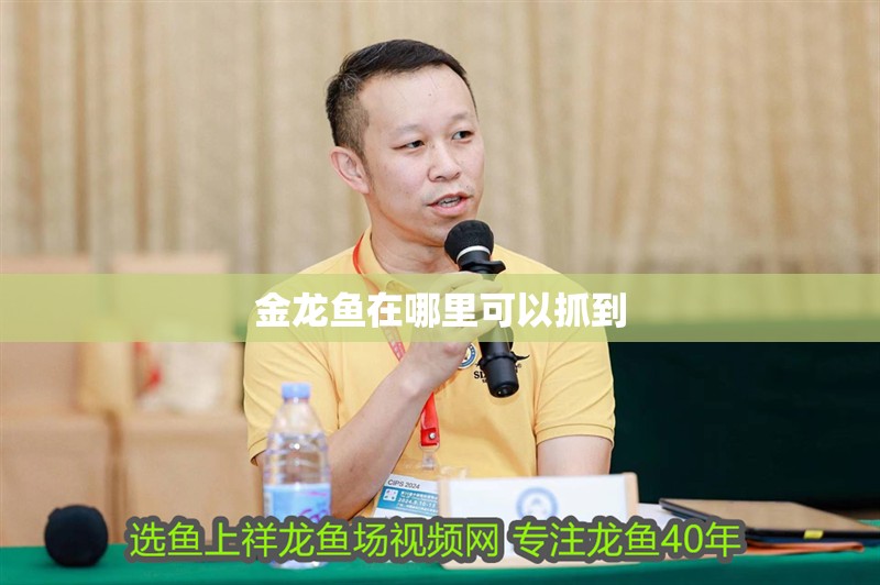 金龍魚在哪里可以抓到