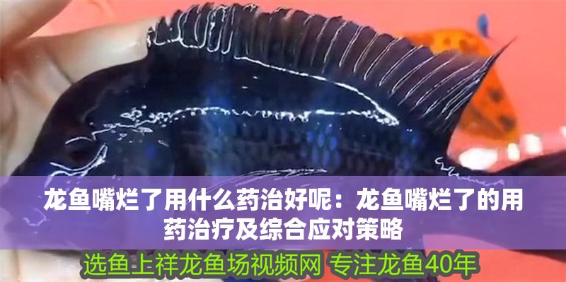 龍魚嘴爛了用什么藥治好呢：龍魚嘴爛了的用藥治療及綜合應(yīng)對(duì)策略