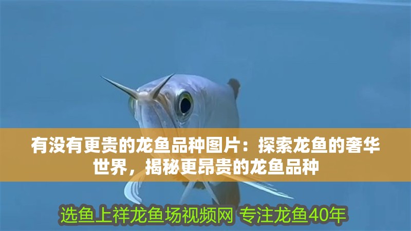 有沒有更貴的龍魚品種圖片：探索龍魚的奢華世界，揭秘更昂貴的龍魚品種